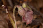 Virginia snakeroot